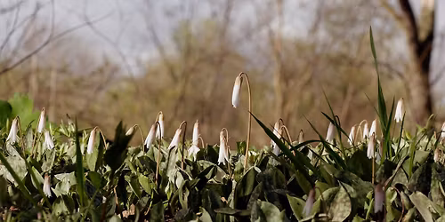Nature Hike in the Wingra Oak Savanna