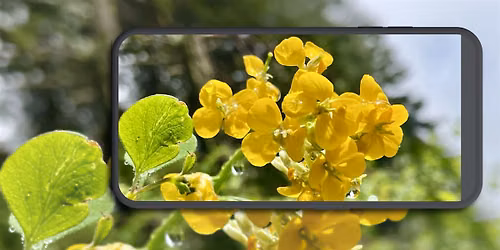 Smartphone Nature Photography - Friday Artist Talk