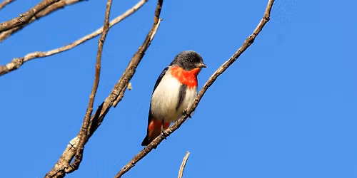 Thomson's Lake - morning excursion