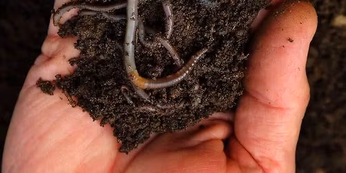 Building and Maintaining a Wormery!