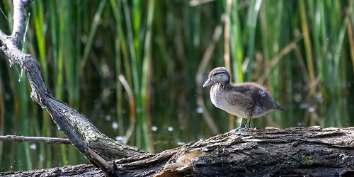 Nature Photography Meetup