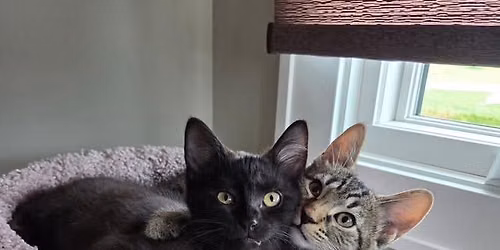 Flag City Felines Pumpkin Spice & Everything Nice Kitty Cat Meet & Greet \u2764\ufe0f\ud83d\udc3e