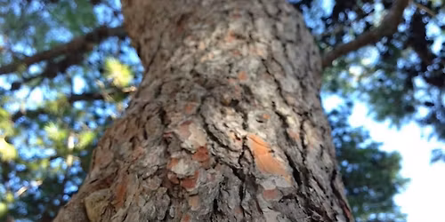 Forest Bathing - Connect to Nature for Health & Wellness