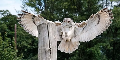 Bird of Prey Photography Workshop