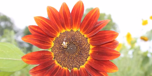 19th Annual Summer Harvest Gourmet Gala