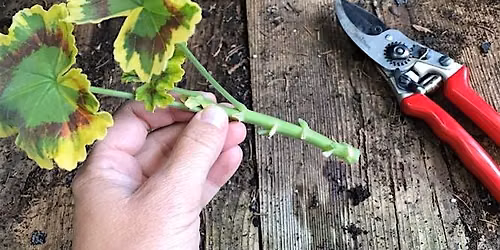Taking cuttings from the garden, plus BONUS Lavender craft activity
