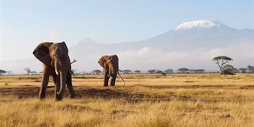 Exclusive AAA Event: Trafalgar's Essence of South Africa