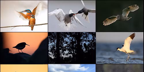 Remo Savisaare linnupildistamise t\u00f6\u00f6tuba