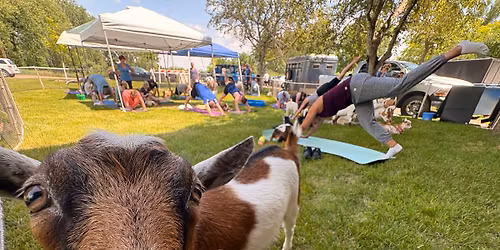 Goat Yoga at The Marsh