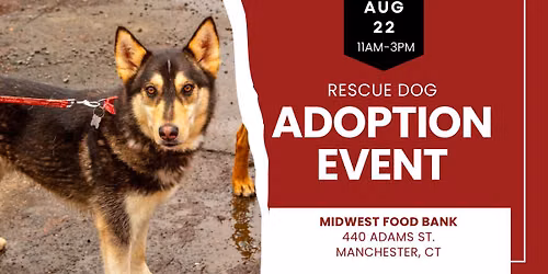 Adopt a Rescue Dog in Manchester CT