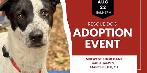 Adopt a Rescue Dog in Manchester CT