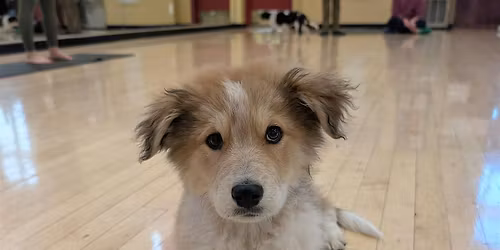Rescue Puppy Yoga -  The Athletic Club