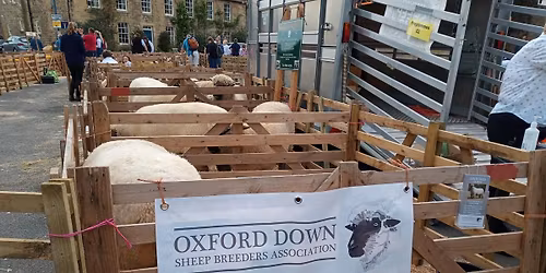 Oxford Down Sheep at Masham Sheep Fair