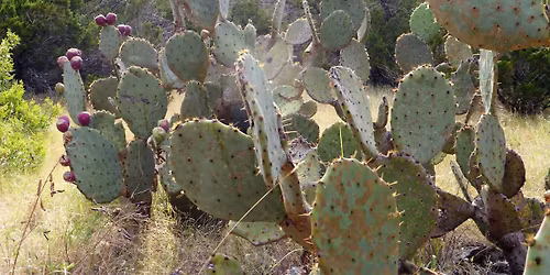 Silent Auction - Open Now