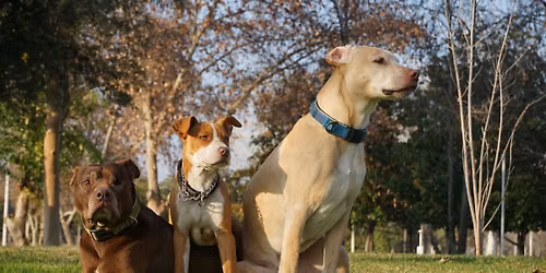 Mixed Breed Meet up Party