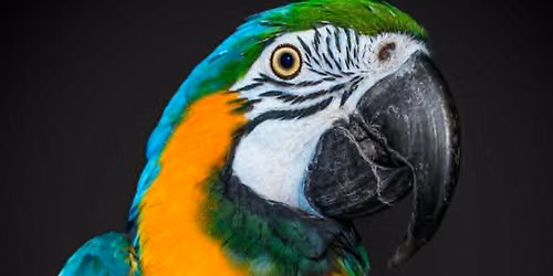 Pet Encounters - AMAZON - At The Beacon Museum