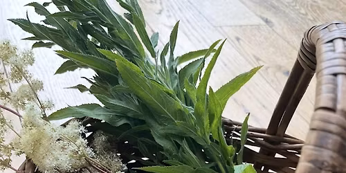 Slow Summer -  A Guided Foraging and nature connection walk