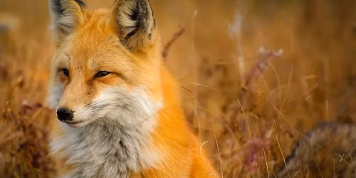 Fox Fun