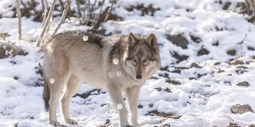Paws and Presents Holiday Market