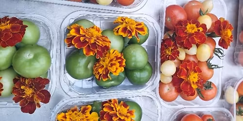 Introduction to growing edible flowers & edible dye flowers