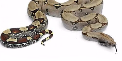 Wildlife Wonderings -- Boa constrictors