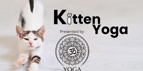 Kitten Yoga at the Humane Society