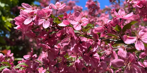 Attuning to the Seasons - Spring