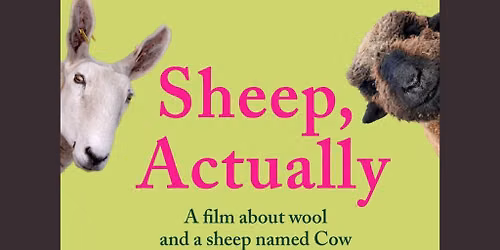 Milford Movies: Sheep Actually