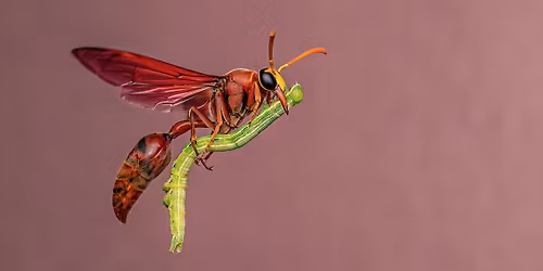 Wildlife Photographer of the Year - Free Christmas Preview