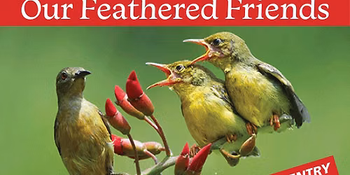 Our Feathered Friends