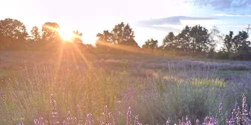 Lavender Farm Outdoor Yoga
