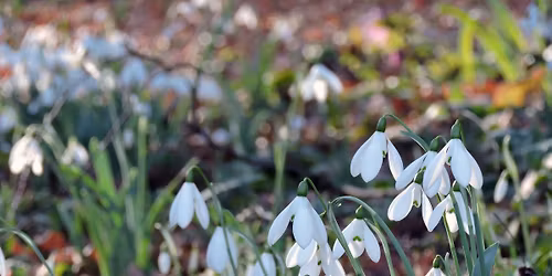 Snowdrops at Beth Chatto Gardens