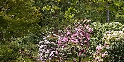 Japanese Garden Pruning (in-person)