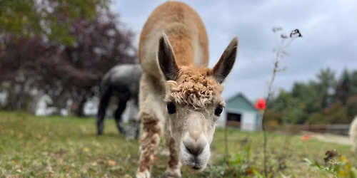 Alpaca Walks at Treeline Acres Farm