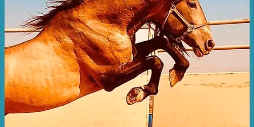 Estrella Farms @ Clark Co Horse Expo