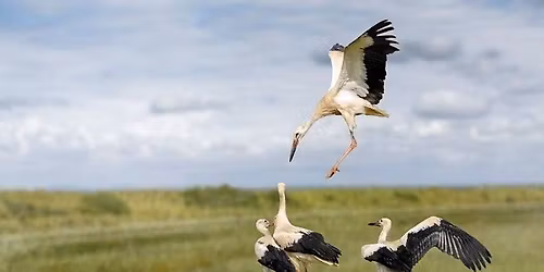 Les marais et l'\u00eele de Robehomme.