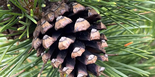 Wikki Stix Pinecone Craft