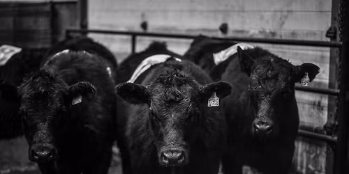 Valentines Sorting 2025