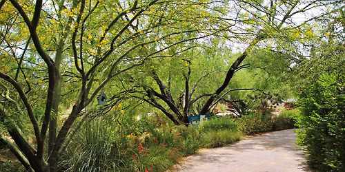 Free Class: Trees 101