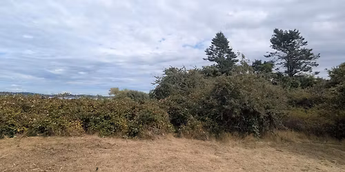 Remove invasive species in Lagoon West Park