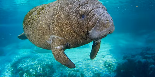 SUP with Manatees Retreat