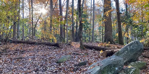 Guided Forest Bathing