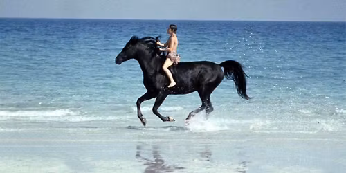Moxie Flix: The Black Stallion (1979) at Moxie Cinema - Free!