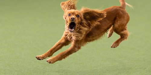 Agility Turnier am \u00d6jendorfer Park