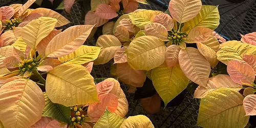2025 POINSETTIA SALE
