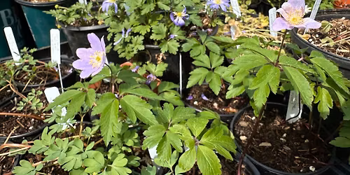 Lakeshore Annual Plant Sale