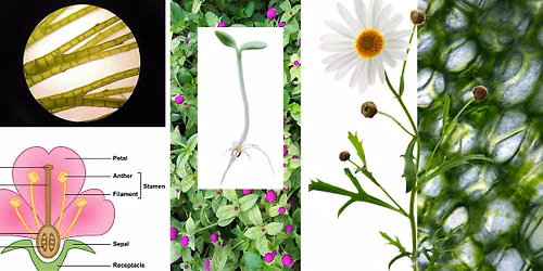 Plant Science Basics Series: Part 3 -  Watering - How, When, & Why