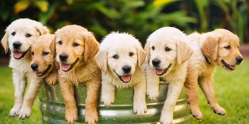 Puppy Social