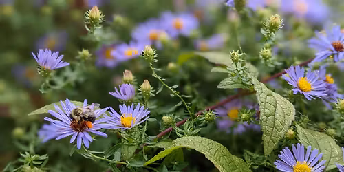 Habitat Advocate: Building Biodiversity in Our Community