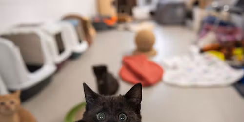 Tag der offenen T\u00fcr im Tierheim Weimar